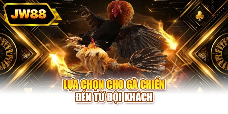 Lựa chọn cho gà chiến đến từ đội khách