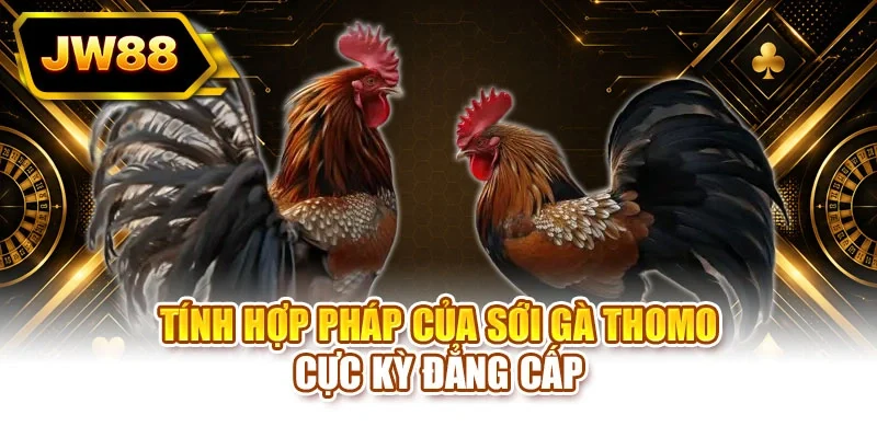 Tính hợp pháp của sới gà Thomo cực kỳ đẳng cấp