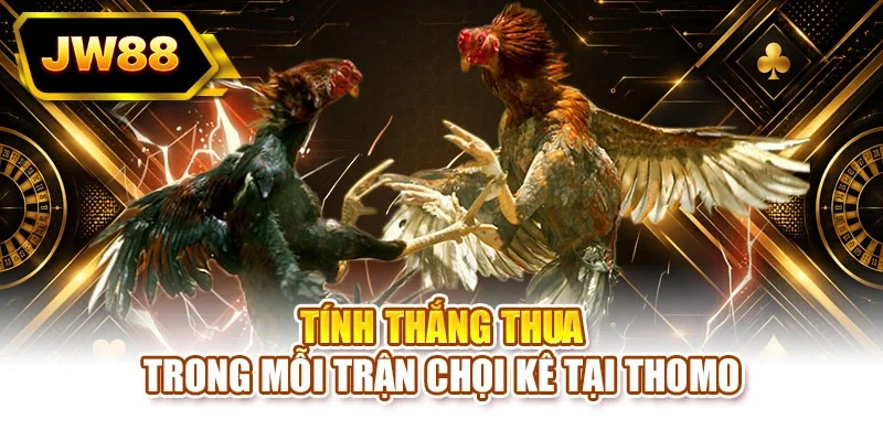 Tính thắng thua trong mỗi trận chọi kê tại Thomo