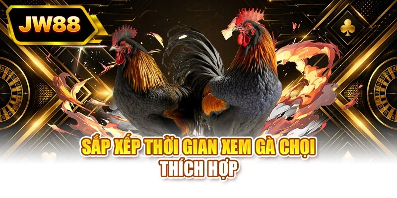 Sắp xếp thời gian xem gà chọi thích hợp