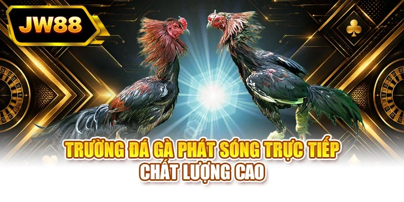 Trường đá gà phát sóng với chất lượng full HD