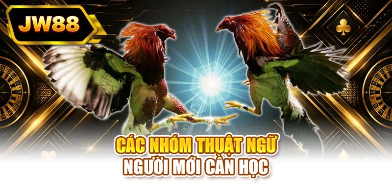 Các nhóm thuật ngữ người mới cần học